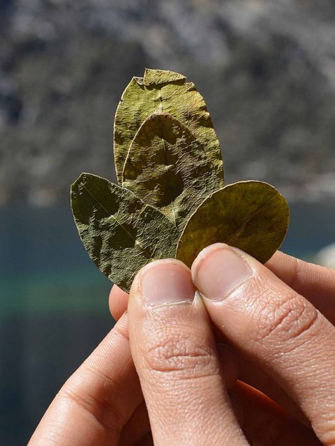 Coca Leaf Reading